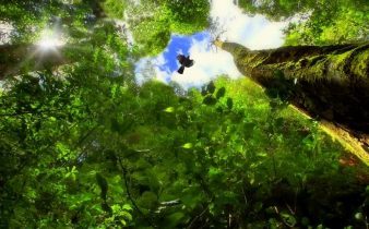 foret